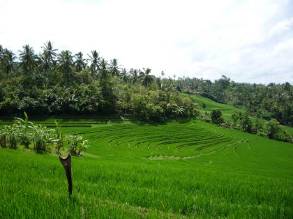 Bali - 2008